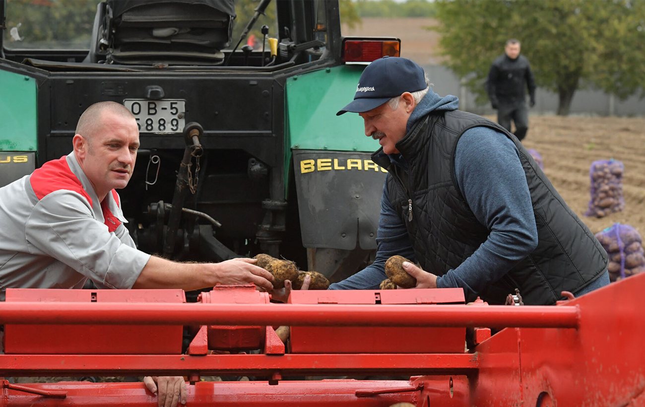 Дефицит картошки в Беларуси: Лукашенко жалуется, а Путин не верит